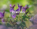 pokora w zyciu sw j s pelczara